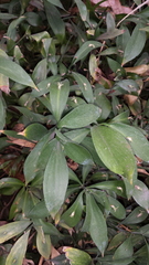 Ruscus