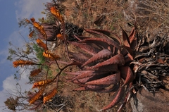 Aloe marlothii marlothii