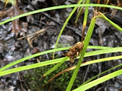 Carex tuckermanii