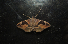 Lamprosema sinaloanensis