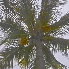 Cocos nucifera