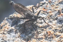 Rhadiurgus variabilis