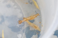 Leander tenuicornis