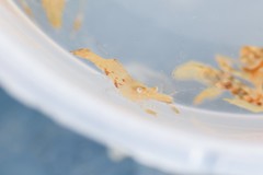 Leander tenuicornis