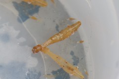 Leander tenuicornis