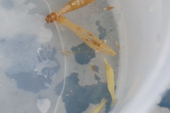 Leander tenuicornis
