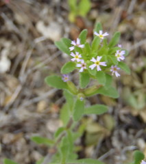 Zaluzianskya gracilis
