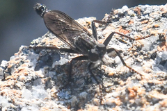 Rhadiurgus variabilis