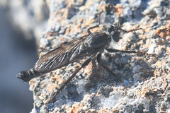 Rhadiurgus variabilis