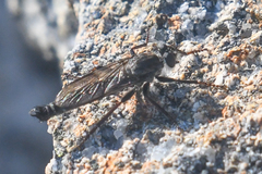 Rhadiurgus variabilis
