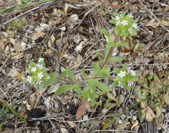 Zaluzianskya gracilis