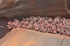 Crassula swaziensis