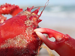 Schizophrys rufescens