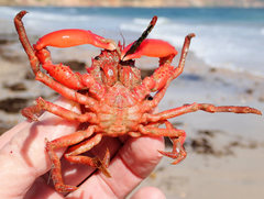 Schizophrys rufescens