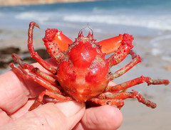 Schizophrys rufescens
