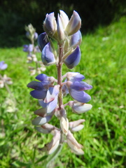 Lupinus argenteus