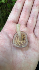Gliophorus