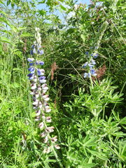 Lupinus argenteus