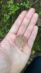 Gliophorus