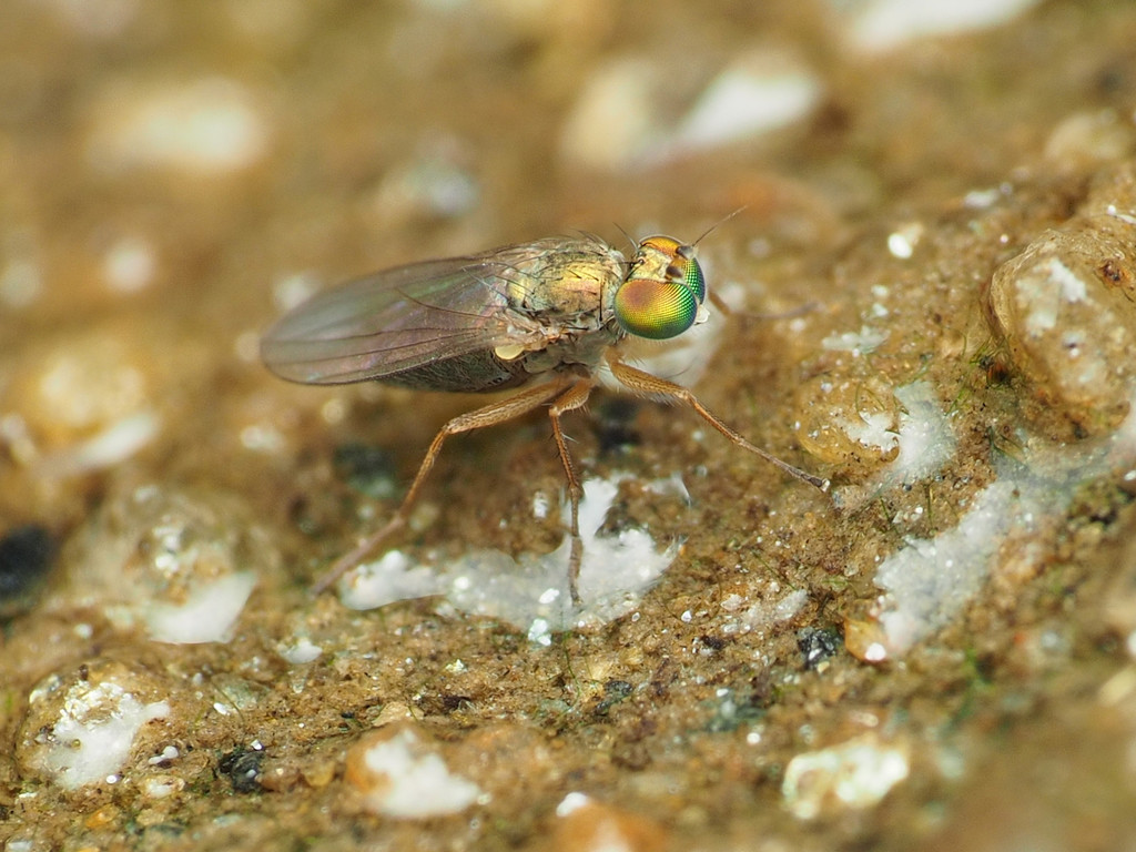 Chrysotus picticornis
