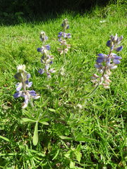 Lupinus argenteus