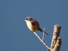 Lanius collurioides