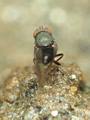 Gymnomyzinae