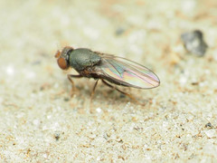 Gymnomyzinae