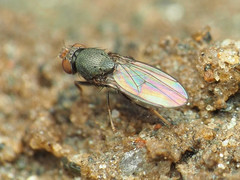 Gymnomyzinae