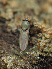 Gymnomyzinae