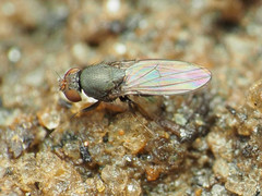 Gymnomyzinae