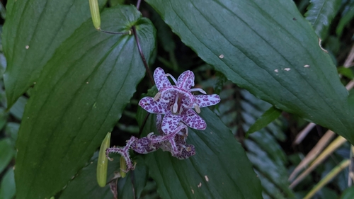 Tricyrtis suzukii, photograph 3