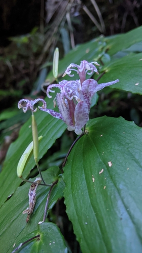 Tricyrtis suzukii, photograph 4