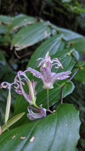 Tricyrtis suzukii, photograph 5