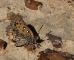 Aloeides pierus