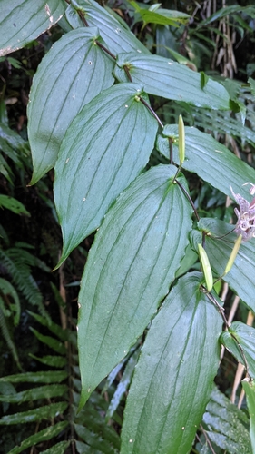Tricyrtis suzukii, photograph 6