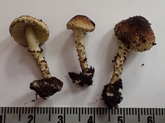 Lepiota elaiophylla