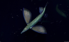 Sharpchin Flyingfish photo 1