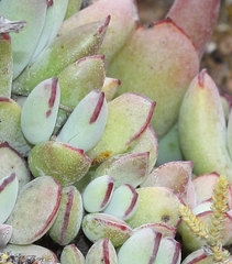 Cotyledon papillaris
