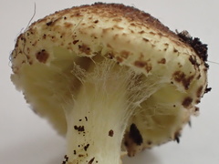 Lepiota elaiophylla