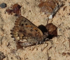 Aloeides pierus