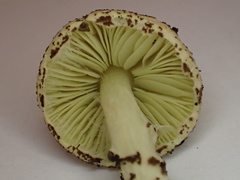 Lepiota elaiophylla