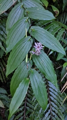 Tricyrtis suzukii