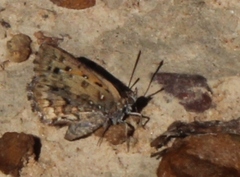 Aloeides pierus