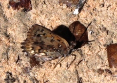 Aloeides pierus