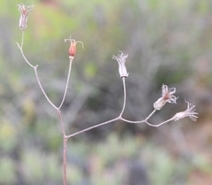 Cotyledon papillaris