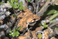 Dipsina multimaculata