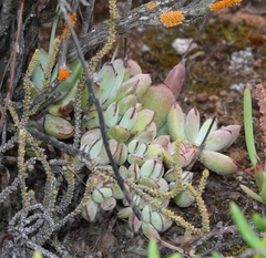Cotyledon papillaris