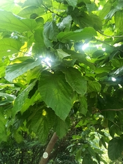 Pterygota