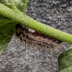 Noctuoidea